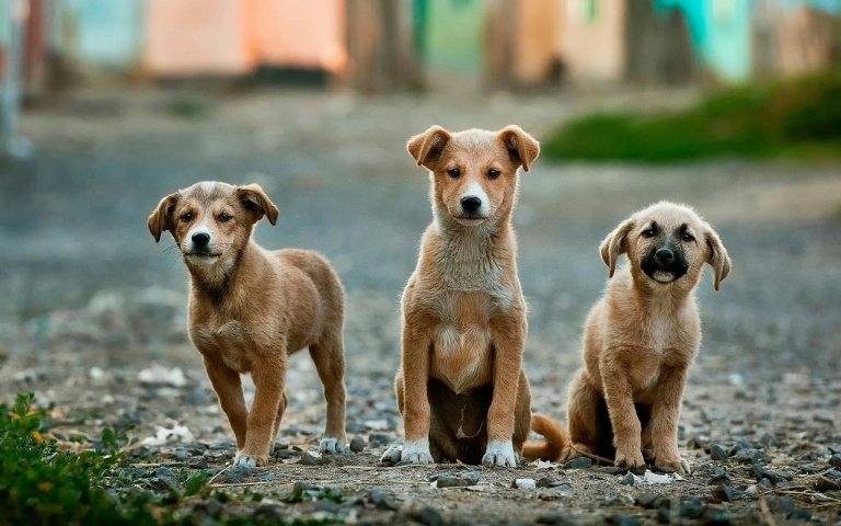 Fotografija: „Zelene šape“ započele novi projekat - Besplatne kastracije i sterilizacije pasa u Zrenjaninu