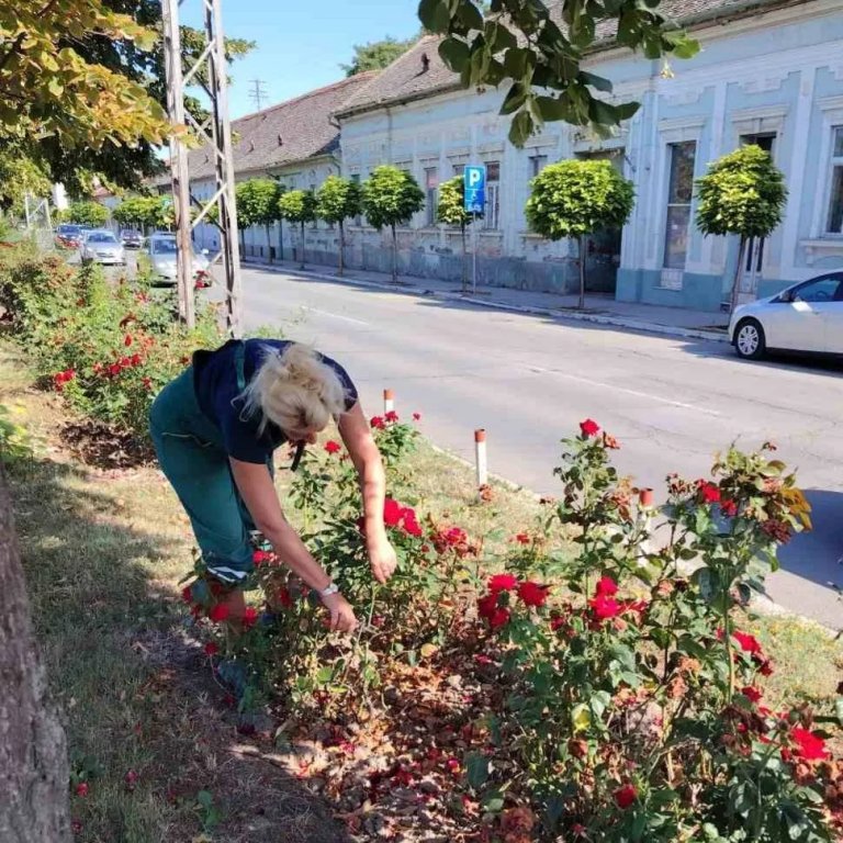 Fotografija: Hemijski tretman drvoreda i ruža u Zrenjaninu: Apel građanima da ne parkiraju vozila