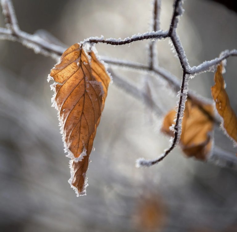 temperatura u zrenjaninu